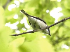 Pericrocotus cantonensis