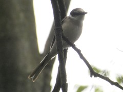 Pericrocotus cantonensis