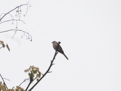 Pericrocotus cantonensis