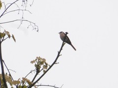 Pericrocotus cantonensis