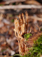 Artomyces austropiperatus