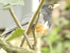 Turdus dissimilis