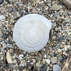 Plectotropis marginata