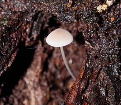 Mycena austrofilopes