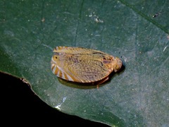Lophopidae