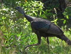 Meleagris gallopavo osceola