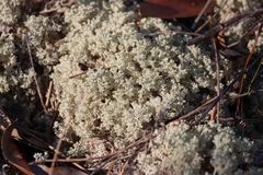 Pulchrocladia ferdinandii