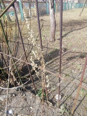 Artemisia vulgaris