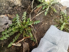 Taraxacum officinale