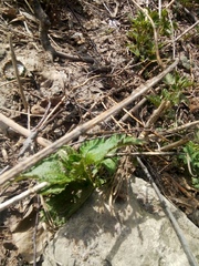Urtica dioica