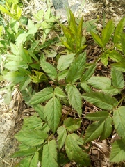 Aegopodium podagraria