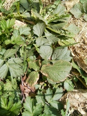 Geum