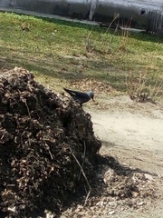 Corvus monedula