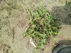 Taraxacum officinale