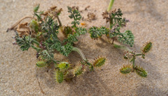 Daucus pumilus