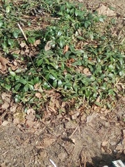 Vinca minor