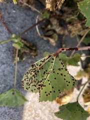 Puccinia malvacearum