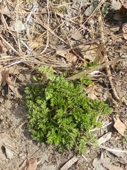 Anthriscus sylvestris