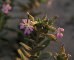 Silene succulenta