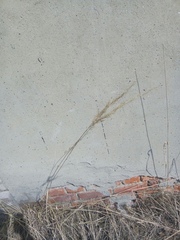 Calamagrostis epigejos