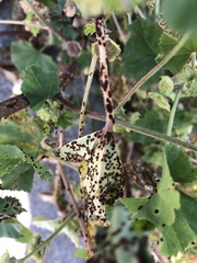 Puccinia malvacearum