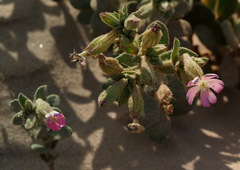 Silene succulenta