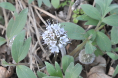 Hydrophyllum capitatum thompsonii