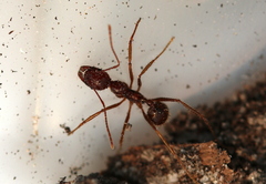 Aphaenogaster longiceps