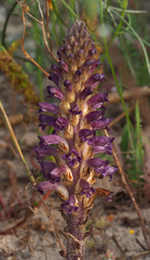 Orobanche cernua