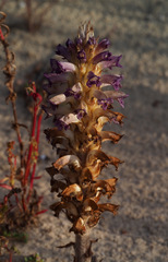 Orobanche cernua