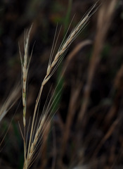 Aegilops sharonensis