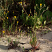 Crepis aculeata - Photo (c) Ron Frumkin, algunos derechos reservados (CC BY-NC), subido por Ron Frumkin