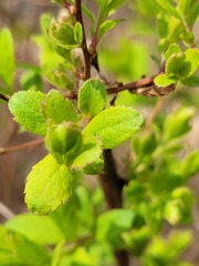 Spiraea salicifolia
