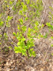 Spiraea salicifolia