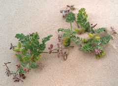 Daucus pumilus