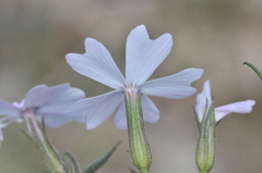 Phlox speciosa