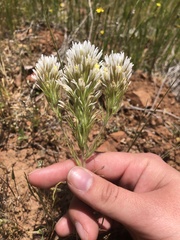 Castilleja lineariloba