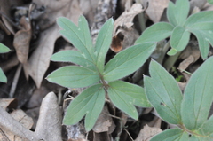 Hydrophyllum capitatum thompsonii