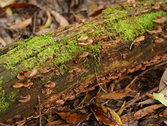 Lentinellus castoreus