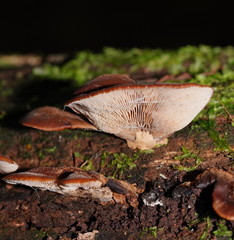 Lentinellus castoreus