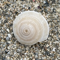 Plectotropis marginata