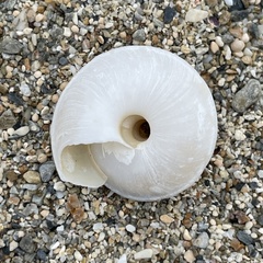 Plectotropis marginata