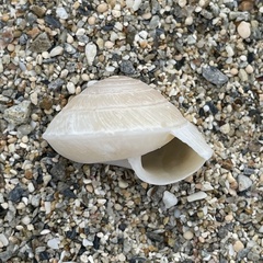 Plectotropis marginata