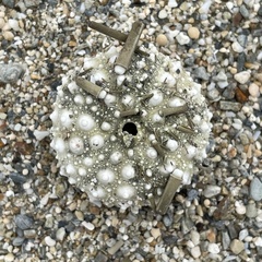 Stomopneustes variolaris