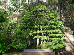 Picea jezoensis