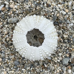 Stomopneustes variolaris