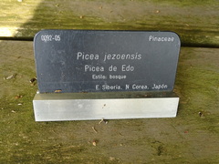 Picea jezoensis