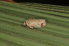 Chlamydastis trastices