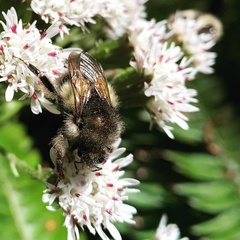 Bombus sitkensis