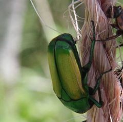 Chlorocala africana subsuturalis